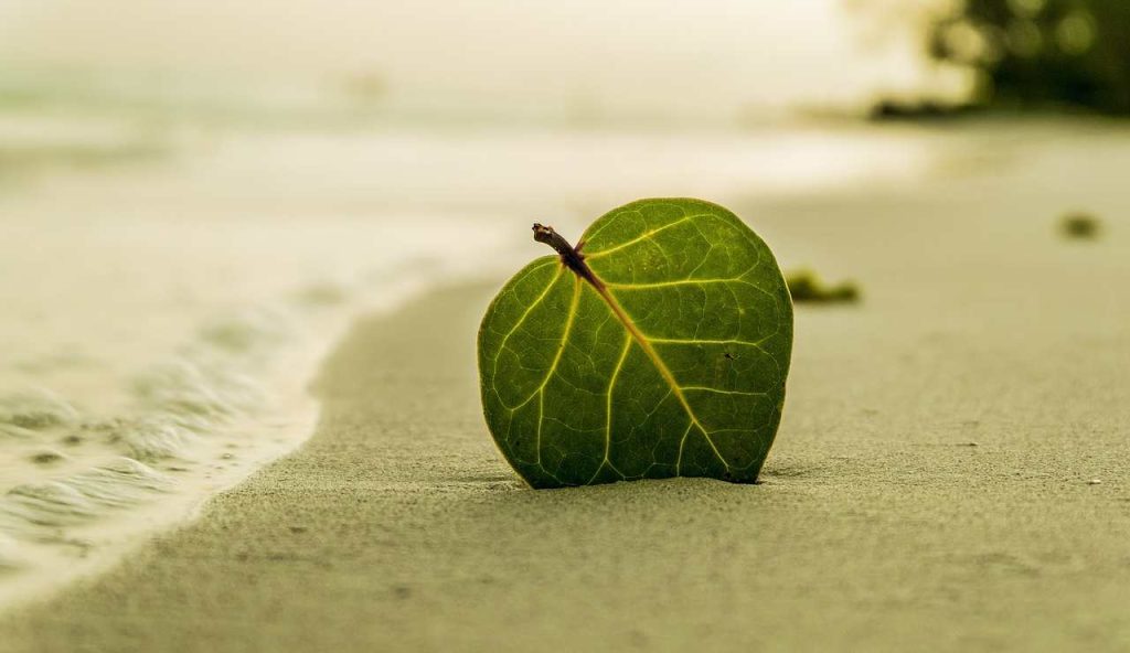 Foglia verde sulla spiaggia