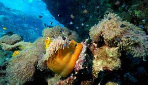 Fondale marino con pesci e anemoni