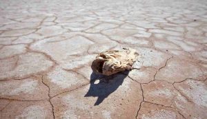 Gli effetti di caldo e siccità (Depositphotos foto)