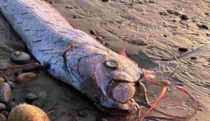 Illustrazione del pesce remo trovato in California (Scripps Institution of Oceanography)