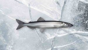 Illustrazione di un capelin (IceMar)