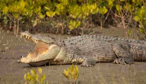 Illustrazione di un coccodrillo marino - Crocodylus porosus (Depositphotos)