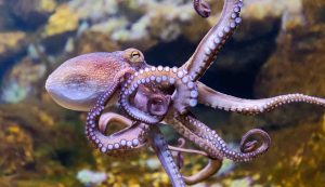 Un polpo durante il nuoto (Depositphotos)