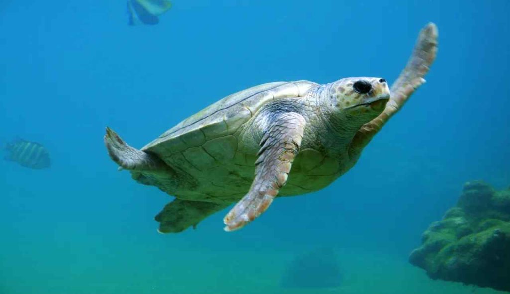 Tartarughe Caretta Caretta