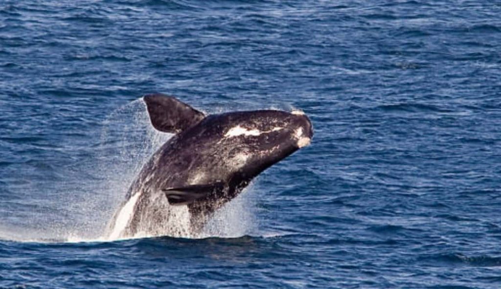 Una balena franca si lancia fuori dall'acqua