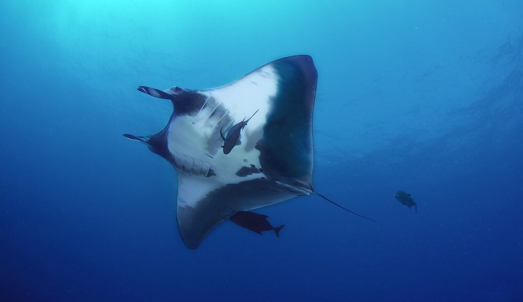 Manta