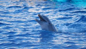 Un delfino mentre emerge dal mare (Depositphotos)