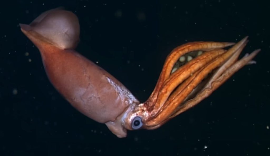 Un'incredibile scoperta (MBARI -youtube screenshot)