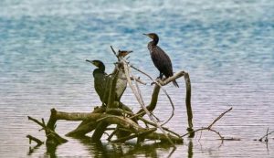 Cormorani appollaiati