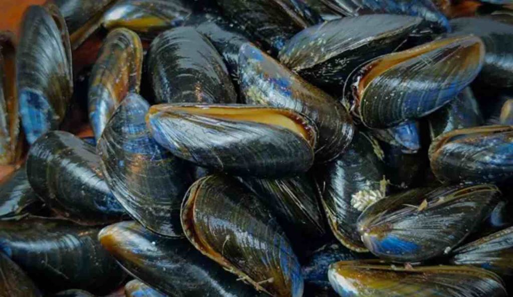 Cozze blu