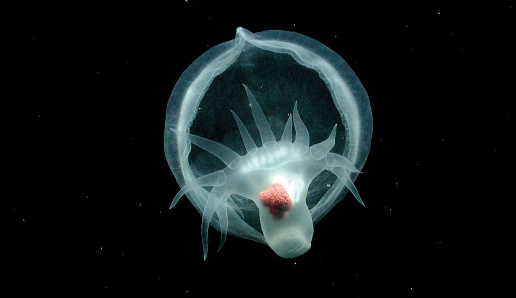 Illustrazione della nuova specie di nudibranco (2021 MBARI FOTO)