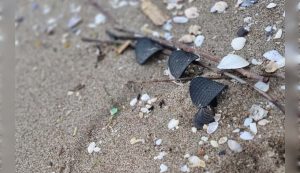 Dischetti trovati in spiaggia in Veneto