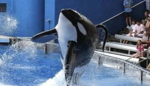 Un'orca salta mentre è in piscina