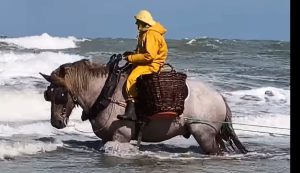 Pesca di gamberetti a cavallo