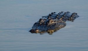 Alligatore in acqua