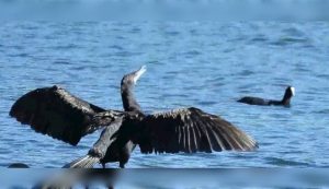 Cormorano in acqua