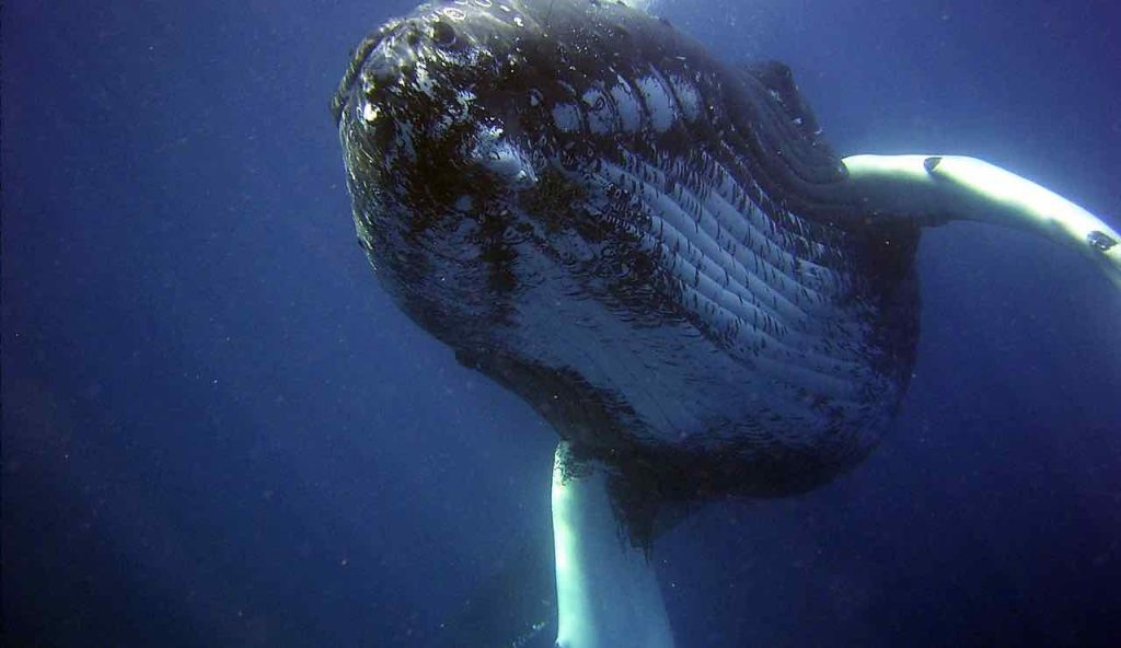 Balena in acqua