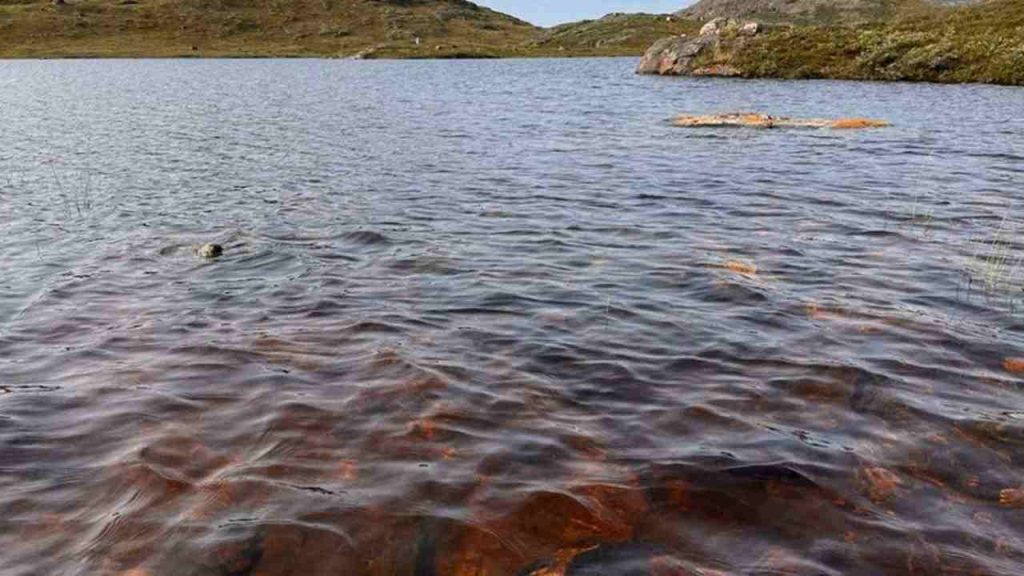 Le acque dei laghi groenlandesi (University of Maine)