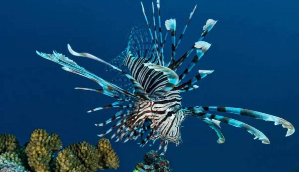 Pesce tropicale