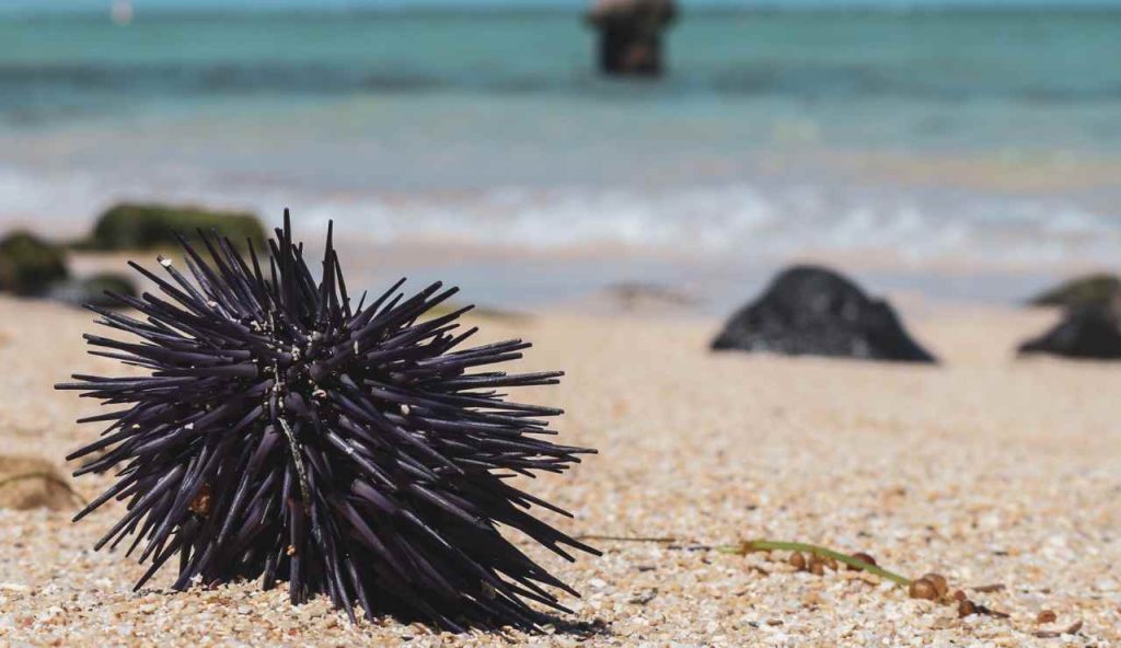 ricci di mare su spiaggia