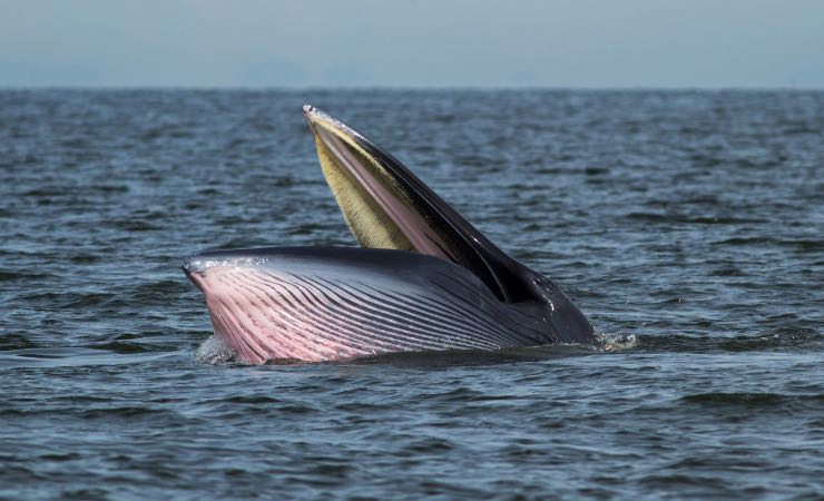 Perché una balena non può ingoiare un essere umano