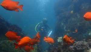 Scienziati in mare ricerche