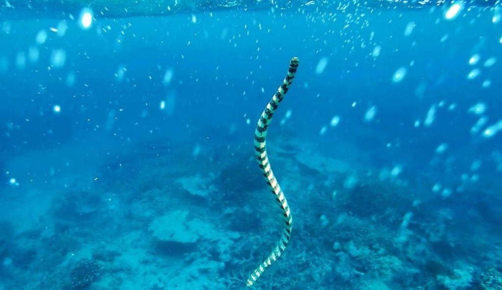 Serpente marino